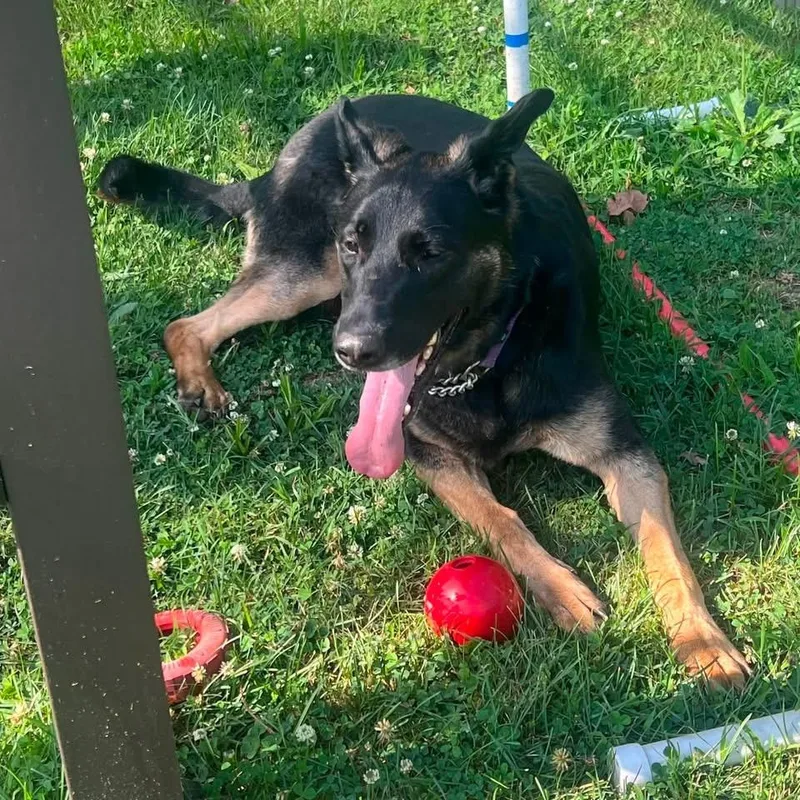 An adult large-sized female Bicolor German Shepherd Dog dog named Nova for adoption in Avondale, PA