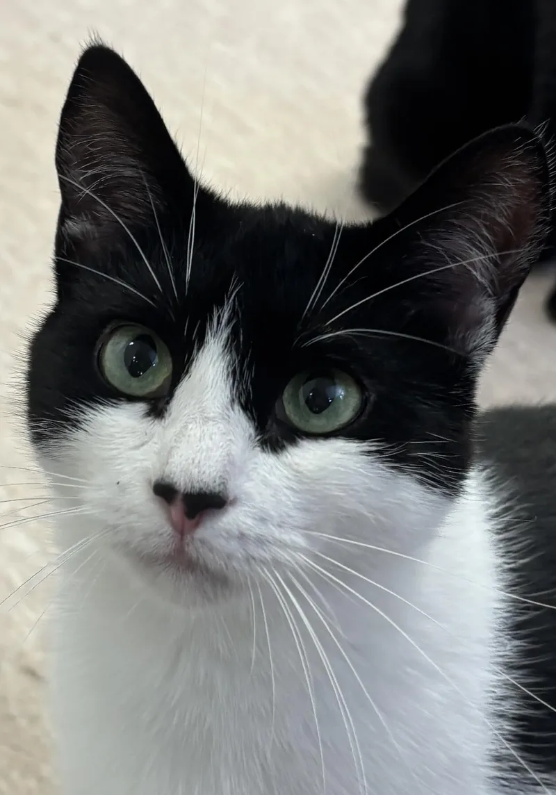 A young small-sized female Domestic Short Hair cat named Aurelia for adoption in Beacon, NY