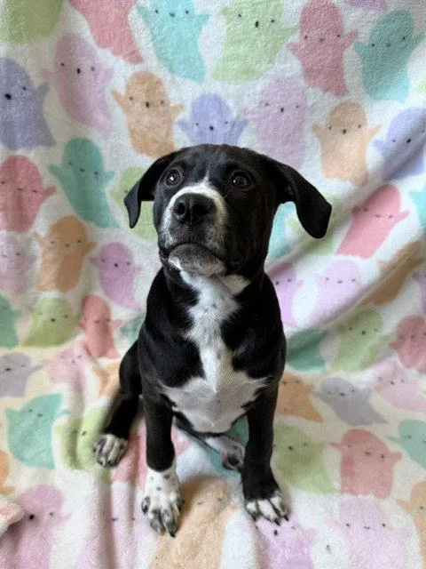 A baby medium-sized female Terrier dog named Bug for adoption in St. Louis, MO