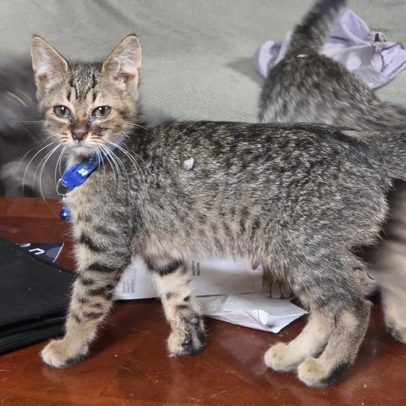 A young large-sized male Buff / Tan / Fawn Domestic Short Hair cat named Slim for adoption in Ringtown, PA