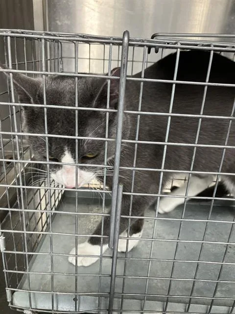 A young medium-sized male Domestic Medium Hair cat named Strudel for adoption in Dallas, TX