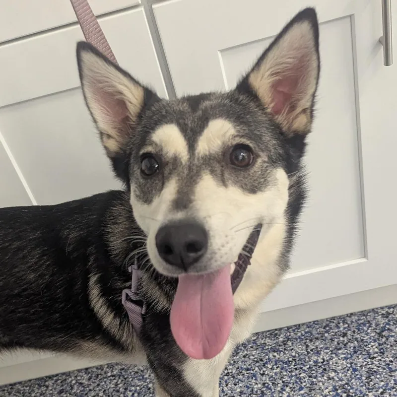 An adult medium-sized female Husky dog named Luna for adoption in Fenton, MI