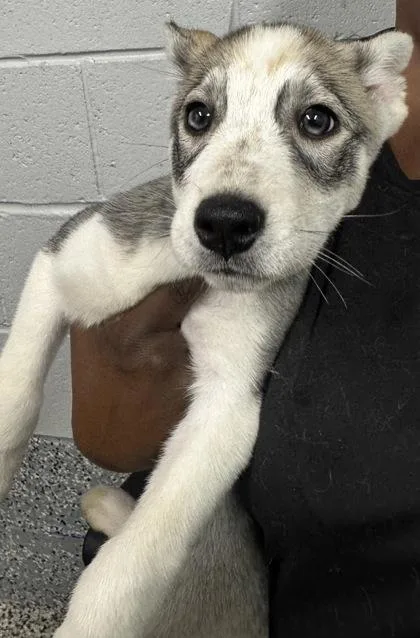 A baby small-sized female Siberian Husky dog named Zuma for adoption in West Chester, PA