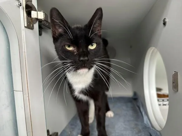 An adult medium-sized female Domestic Short Hair cat named Eddy for adoption in Staten Island, NY