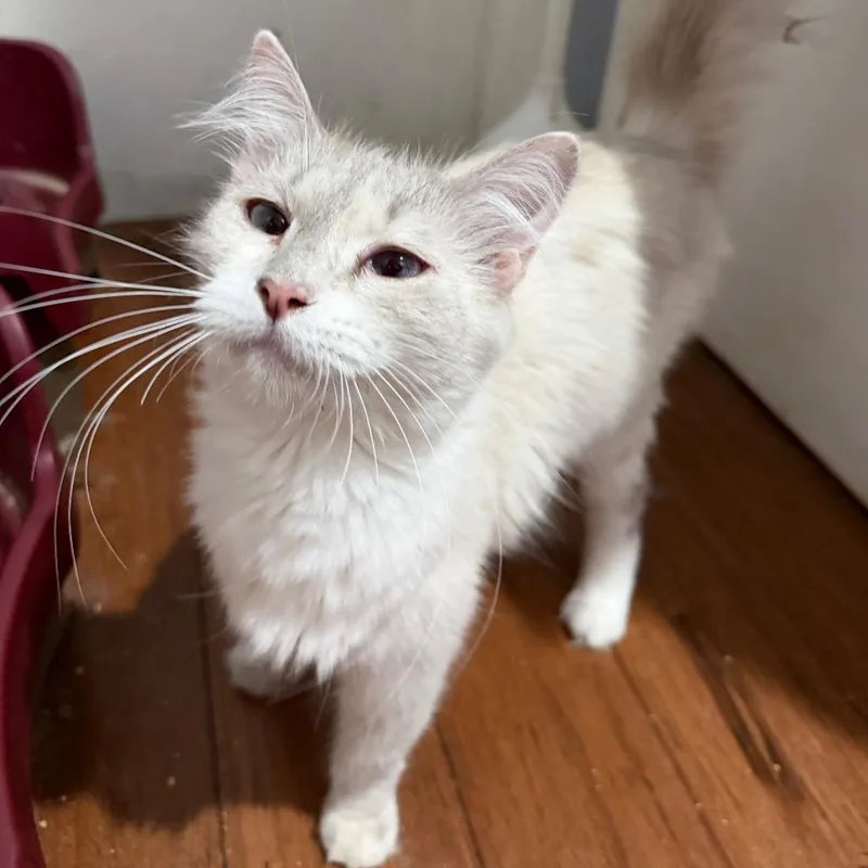 An adult small-sized female Cream / Ivory Snowshoe cat named Jasmine for adoption in Simi Valley, CA