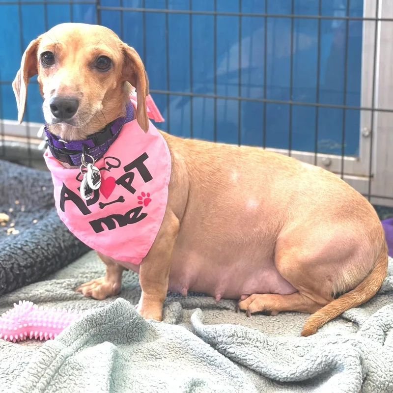 A young small-sized female Golden Dachshund dog named Freida for adoption in Santa Monica, CA