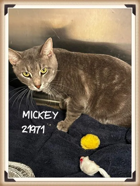 A young medium-sized male Tabby (Gray / Blue / Silver) Domestic Short Hair cat named Mickey for adoption in Marietta, GA
