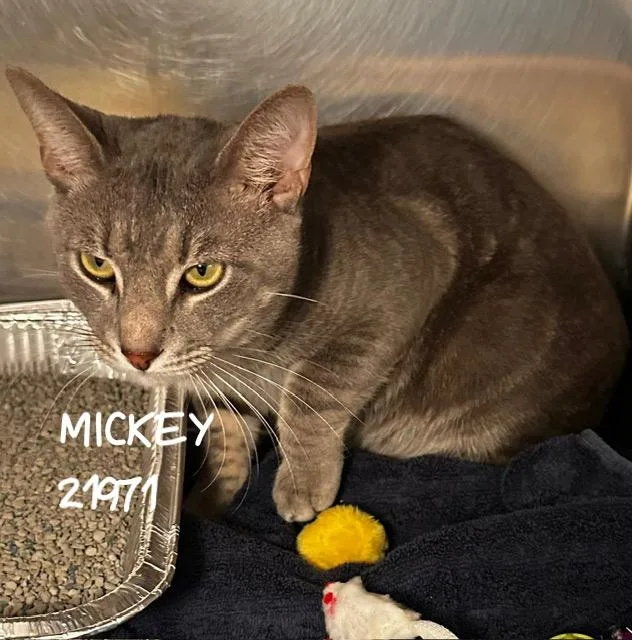 Mickey thumbnail 2