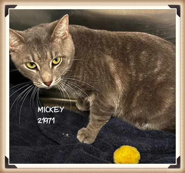 Mickey thumbnail 3