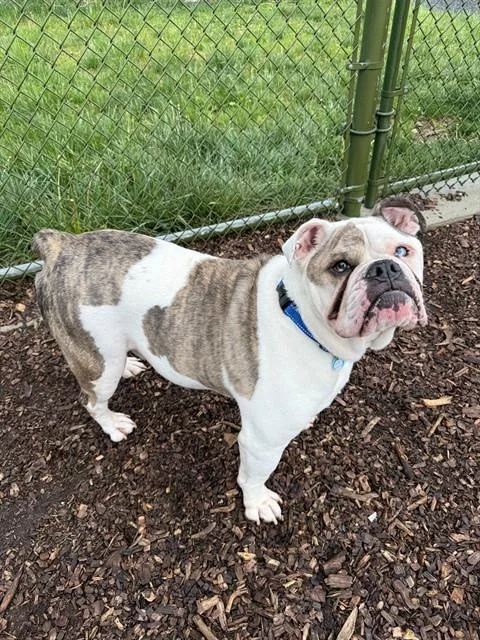 An adult small-sized male English Bulldog dog named Colt for adoption in Leesburg, VA