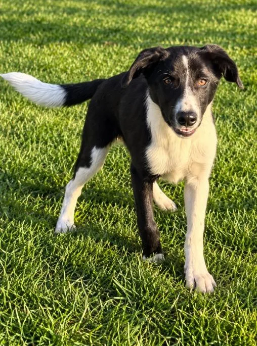 A young large-sized male Border Collie dog named Doc for adoption in Lagrange, IN