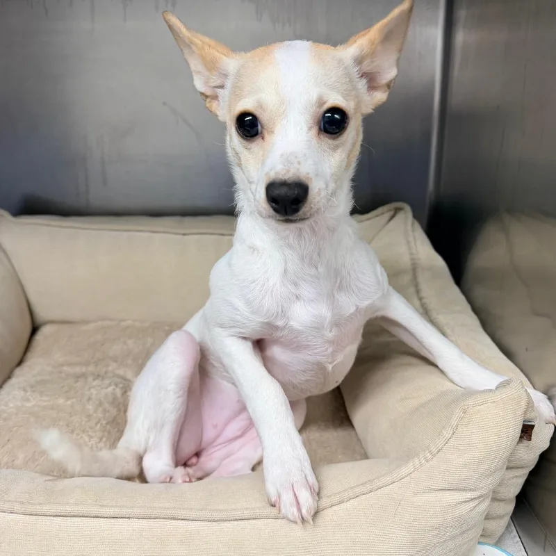 A baby small-sized female White / Cream Chihuahua dog named Khloe for adoption in Newark, NJ