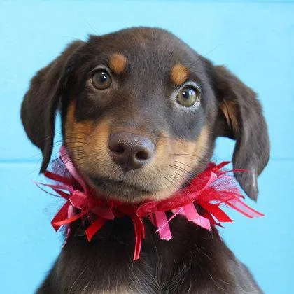 A young medium-sized male Mixed Breed dog named Phil for adoption in Lansing, MI
