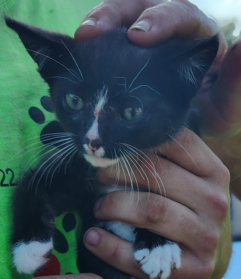 A baby medium-sized male Black & White / Tuxedo Domestic Short Hair cat named Chaplain for adoption in Jasonville, IN