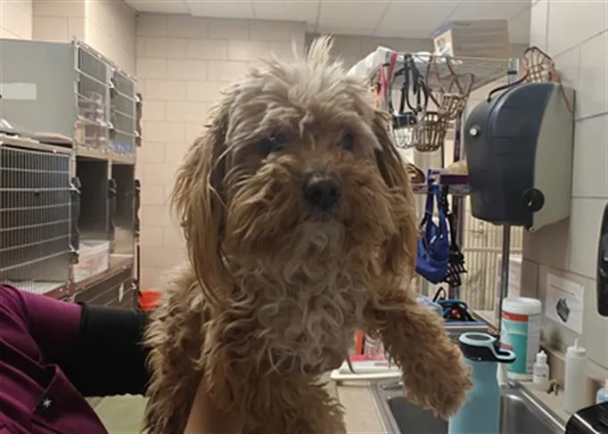 An adult medium-sized male Mixed Breed dog named Roo for adoption in Santa Fe, NM