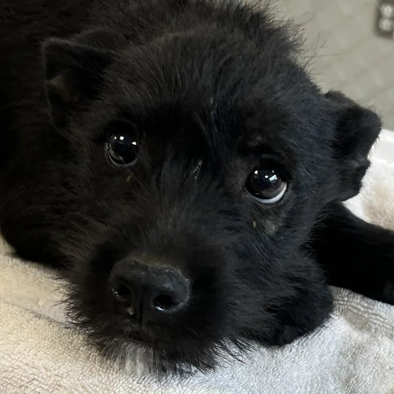 A baby small-sized female Black Mixed Breed dog named Olive for adoption in Las Cruces, NM