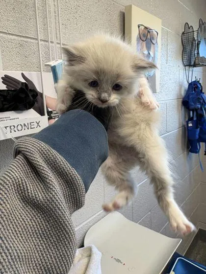 A baby small-sized female Domestic Short Hair cat named Marion for adoption in Sevierville, TN