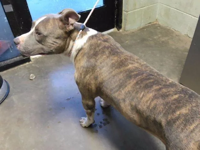 A young large-sized male Pit Bull Terrier dog named Web for adoption in Tulsa, OK