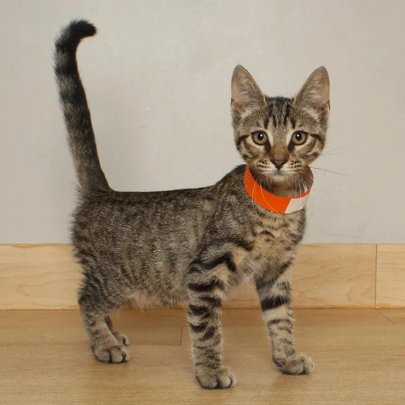 A baby medium-sized female Brown / Chocolate Domestic Short Hair cat named Luna C for adoption in Minnetonka, MN