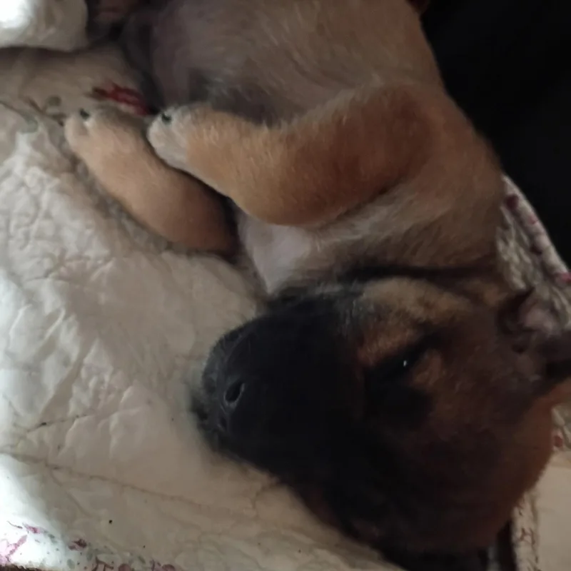 A baby small-sized male Bicolor Dachshund dog named Plink for adoption in Hamilton , NJ