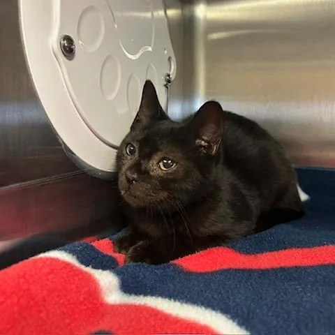 A baby small-sized male Black Domestic Short Hair cat named Marbles for adoption in Knoxville, TN