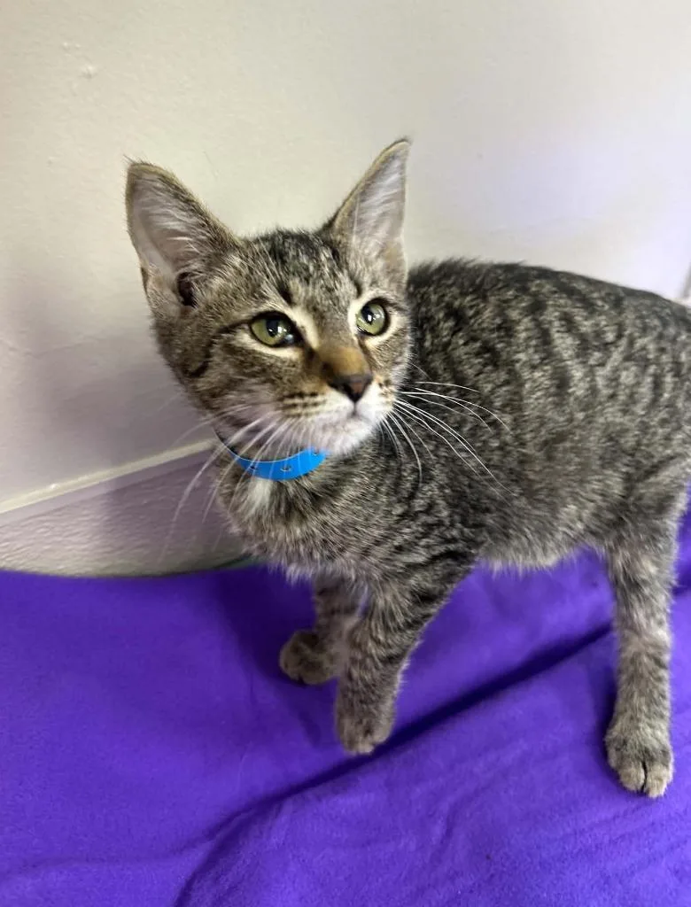 A baby small-sized male Domestic Short Hair cat named Finnley for adoption in Lavonia, GA