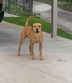 A young large-sized female American Staffordshire Terrier dog named Miss Trunchbull for adoption in San Antonio, TX