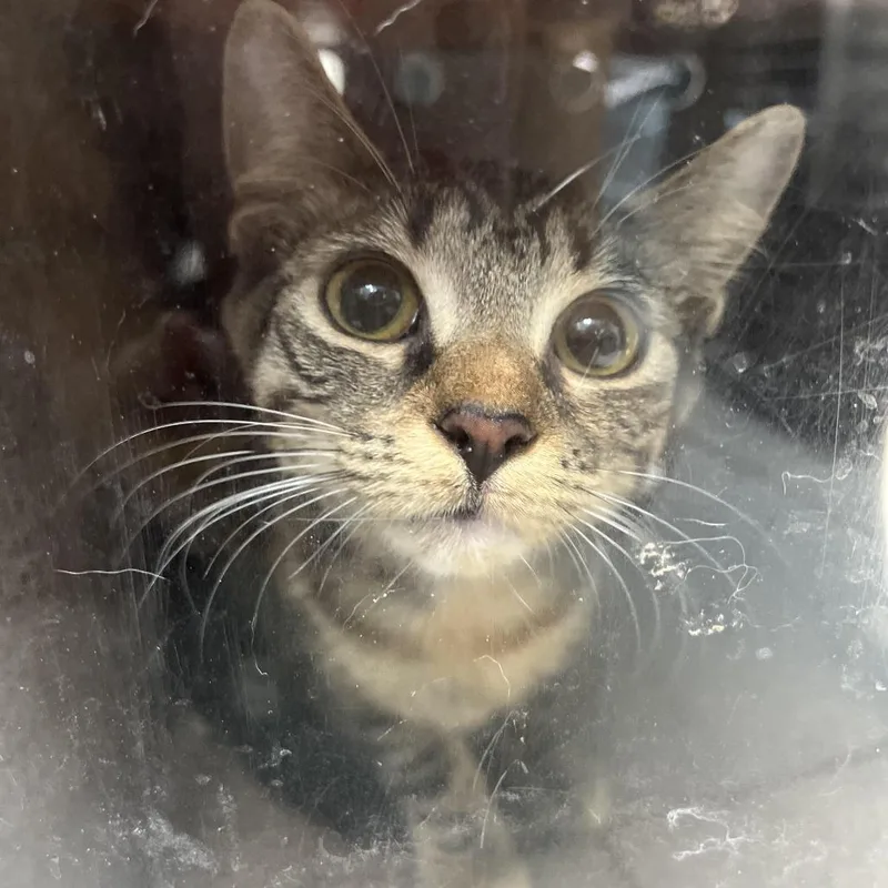 A young medium-sized female Black Domestic Short Hair cat named Cozmo for adoption in Newark, NJ