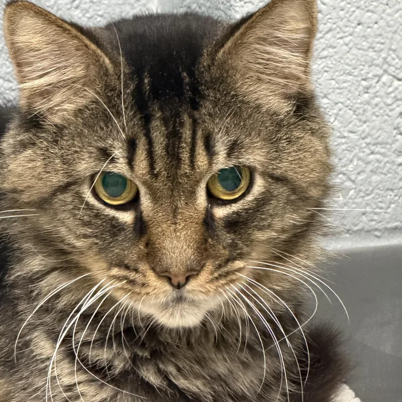 A senior medium-sized male Domestic Short Hair cat named Julius for adoption in Pottsville, PA
