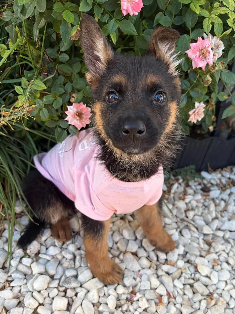 A baby medium-sized female German Shepherd Dog dog named Kali for adoption in Lodi, CA
