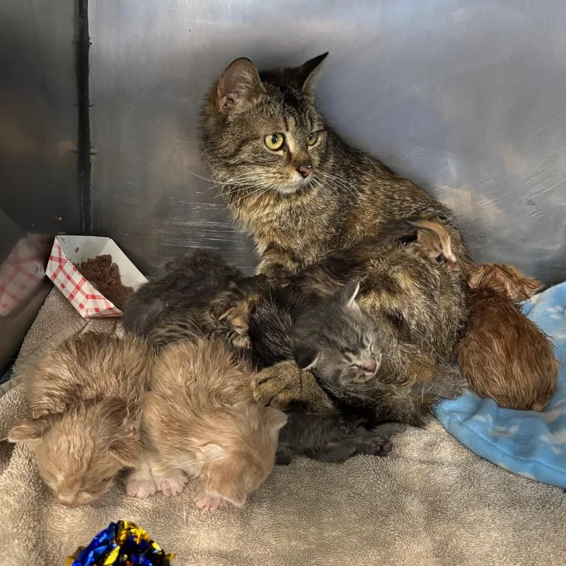An adult small-sized female Tortoiseshell Domestic Short Hair cat named Granny Smith for adoption in Dearborn, MI