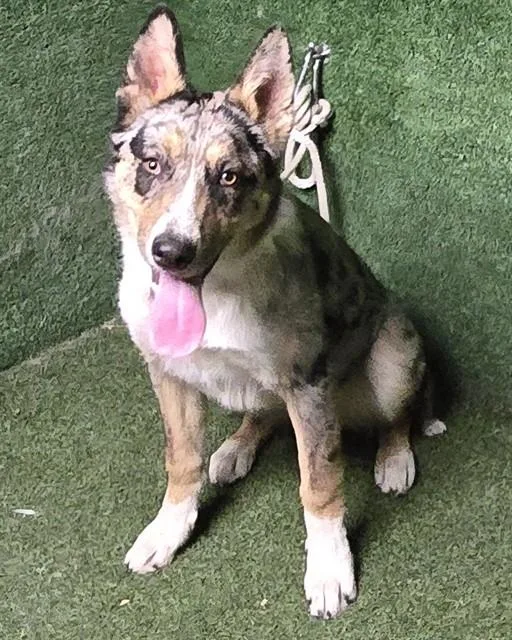 A young medium-sized female Australian Cattle Dog / Blue Heeler dog named Ellie for adoption in Lancaster, CA