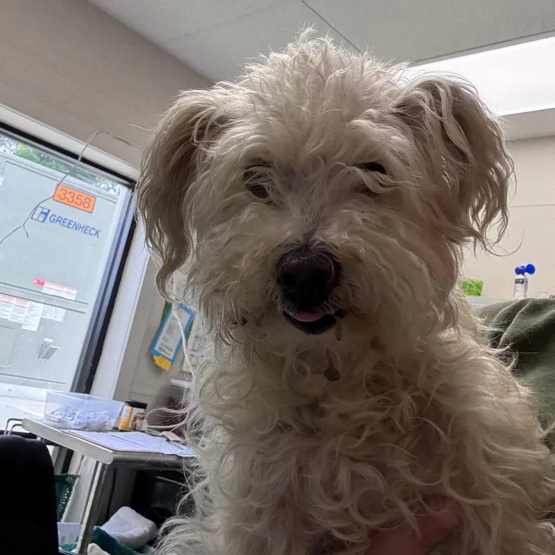 A senior small-sized female White / Cream Mixed Breed dog named Snow for adoption in Columbiana, AL