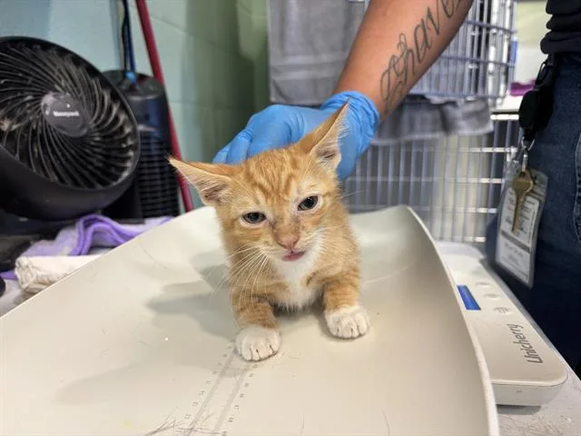 A baby small-sized male Domestic Short Hair cat named Elwood for adoption in Grand Prairie, TX