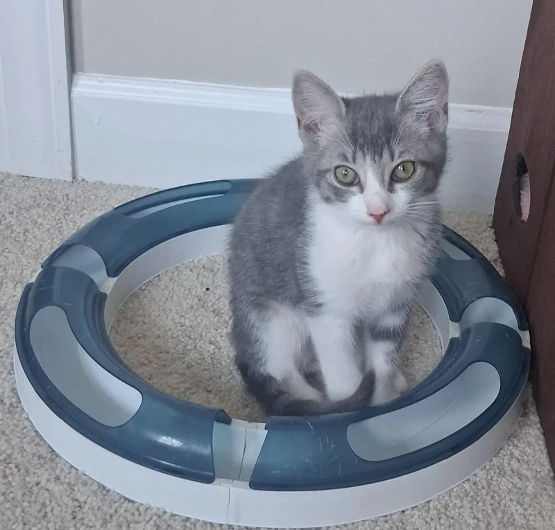 A baby medium-sized male Gray & White Domestic Short Hair cat named Thurston for adoption in Herndon, VA