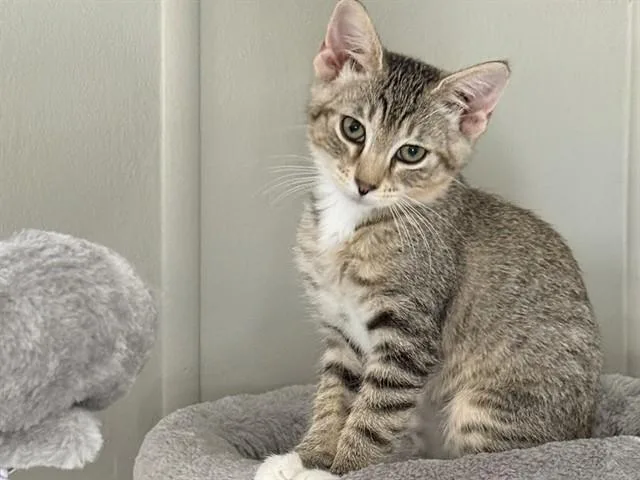 A baby small-sized female Domestic Short Hair cat named Shelby for adoption in Ames, IA