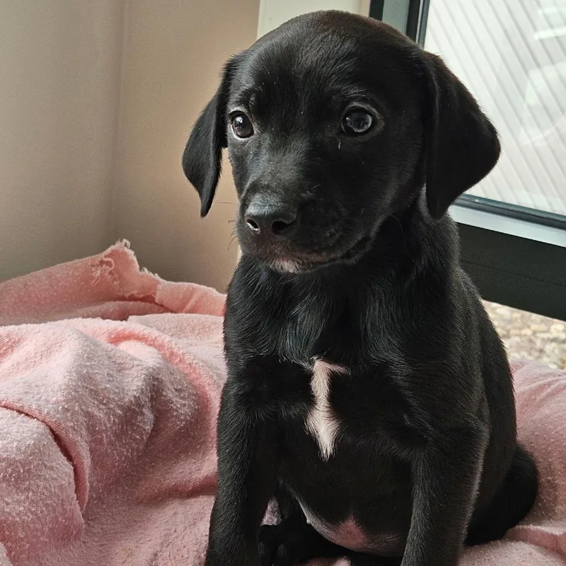 A baby small-sized female Black Miniature Pinscher dog named Emily for adoption in Homewood, IL