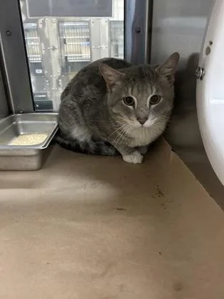 Cornbread thumbnail 2