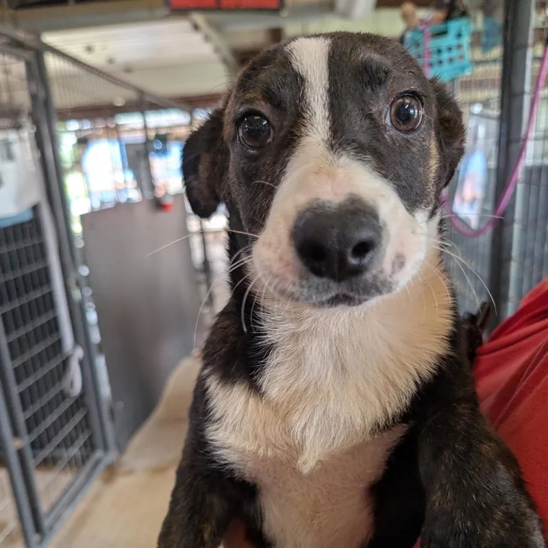 A baby medium-sized female Brown / Chocolate Mixed Breed dog named Crista for adoption in Leander, TX