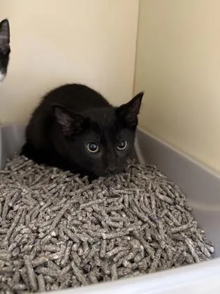 A baby small-sized female Domestic Short Hair cat named Chili for adoption in Pequot Lakes, MN