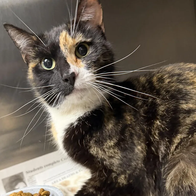 A young small-sized female Calico Domestic Short Hair cat named Sitka for adoption in Marion, VA