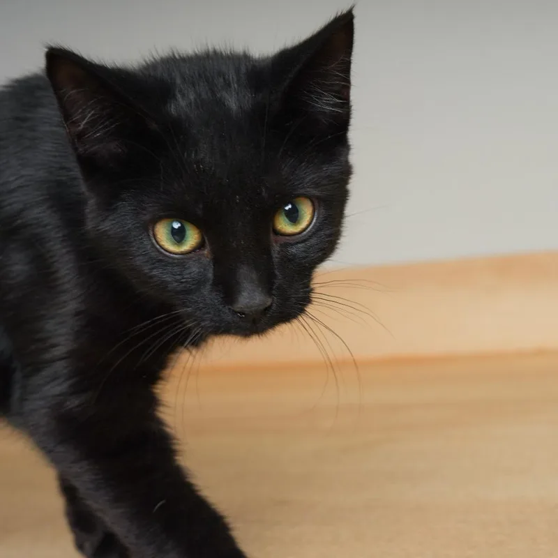A young medium-sized male Black Domestic Short Hair cat named Java C for adoption in Minnetonka, MN