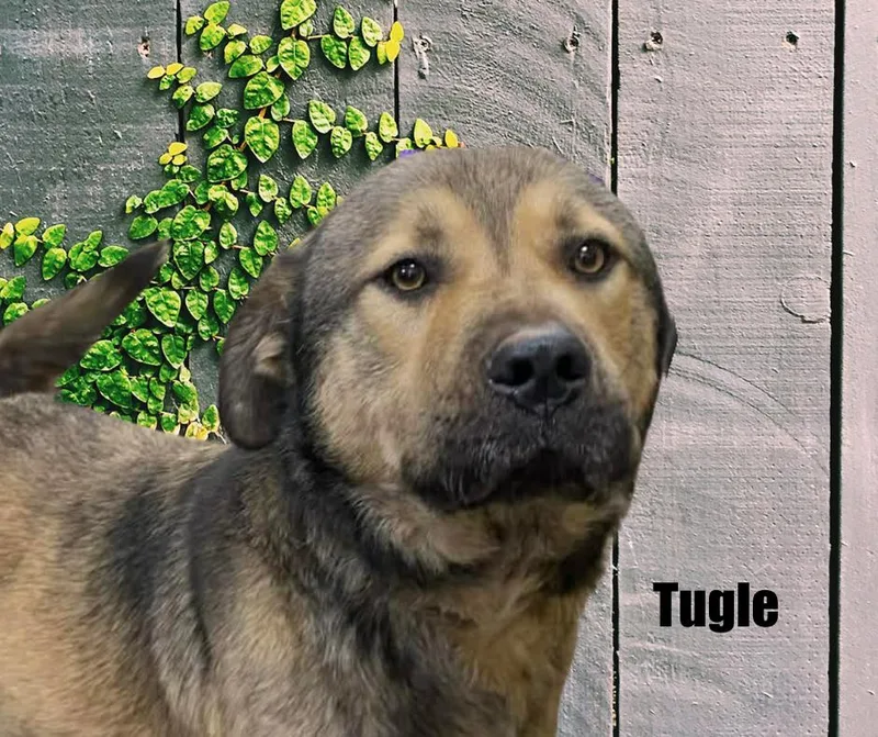 Tugle