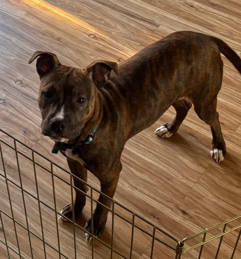 A baby large-sized female Pit Bull Terrier dog named Ember for adoption in Oxford, MI