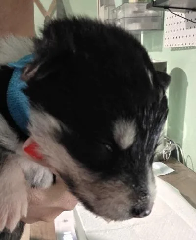 A baby small-sized male Siberian Husky dog named Hemi for adoption in Cottonwood Heights, UT