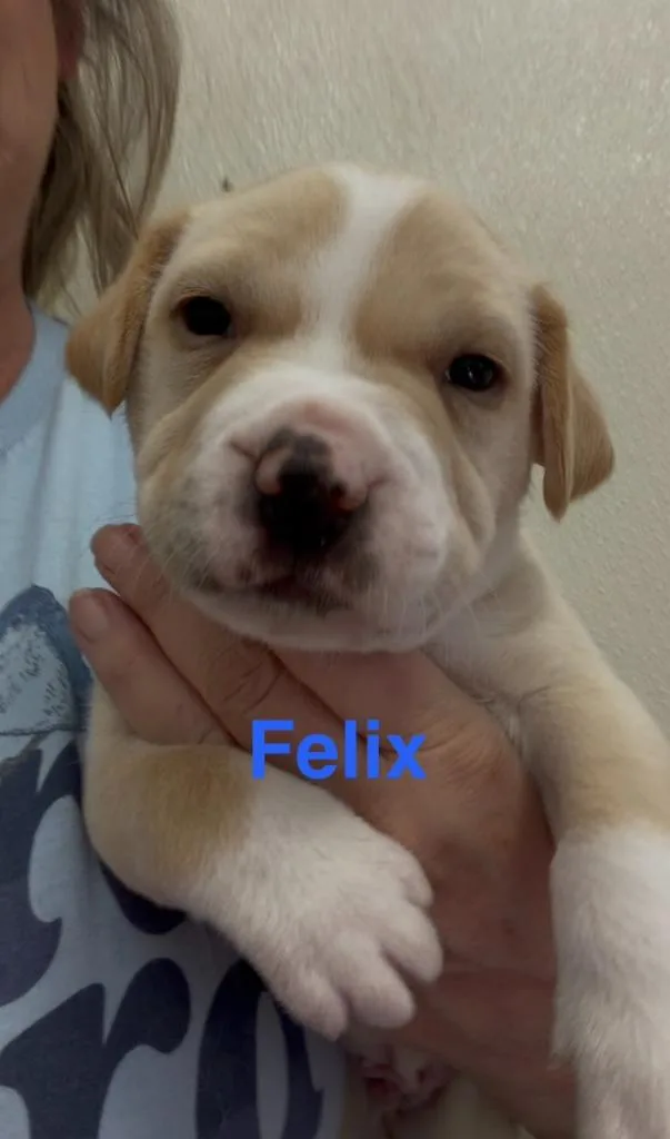 Felix thumbnail 4