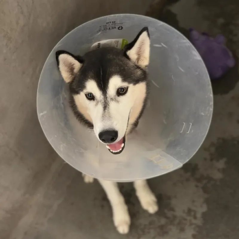 A young medium-sized male White / Cream Siberian Husky dog named Dale Cooper A for adoption in Mission Hills, CA