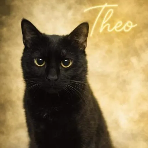 A young medium-sized male Bombay cat named Theo for adoption in Valley Falls, KS