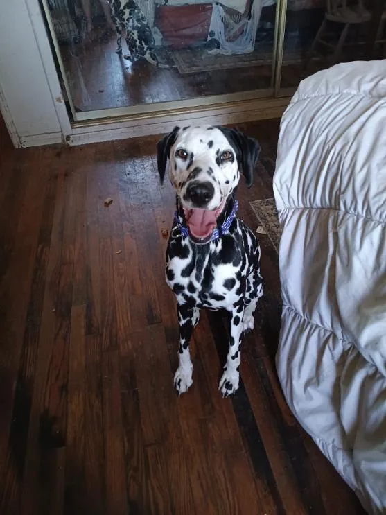A young medium-sized female White / Cream Dalmatian dog named Rumi for adoption in San Diego, CA