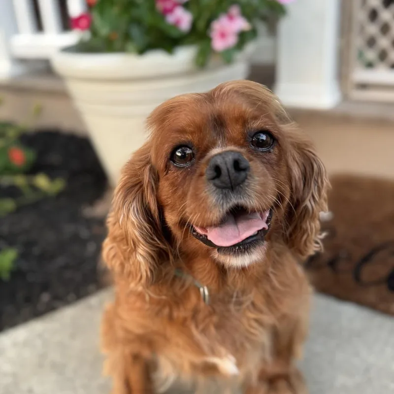 Dottie